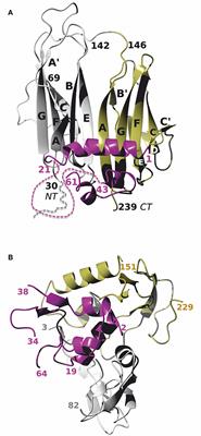 Cross-Linking/Mass Spectrometry Uncovers Details of Insulin-Like Growth Factor Interaction With Insect Insulin Binding Protein Imp-L2